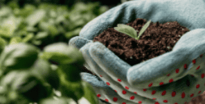 Quelatos ferricos ProSIQUEL® Fe EDDHA