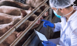 Oxido de zinc uso agrícola en sacos 25 kilos