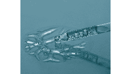 Ácido Propiónico para Productos de la Industria Alimentaria