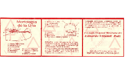 Fungicidas para Uñas Preventivo de Hongos