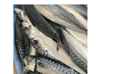 Pescado congelado Frozen fish for sale