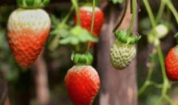 Silicio Foliar Sifol 