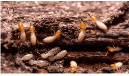 Impregnantes Antitermitas Bioguard APT