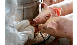 Distribución de vitaminas y minerales para cerdos en etapas de engorda, reproductor, crianza y lechón