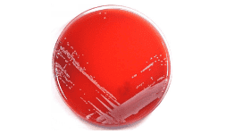 Medios de cultivo - Serco Comercial