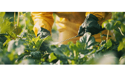 Ácido Peracético Estabilizado en Agricultura y Cultivos