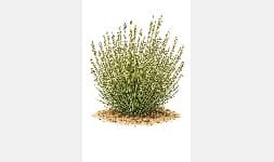 Cera de Candelilla