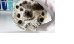 Laboratorios de análisis de alimentos acreditados EMA en Colima