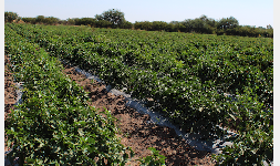 ACOLCHADO AGRíCOLA