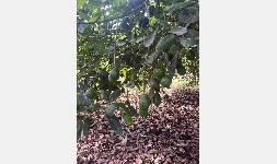 Acti-Soil