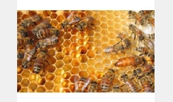 Cera de Abeja