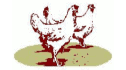 Pollo entero