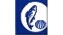 Angulas